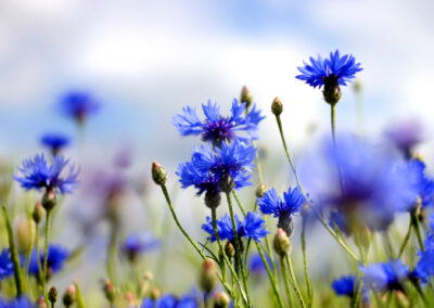 Chambre Bleuet. Champ de bleuets.